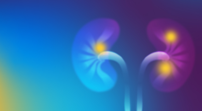 kidneys