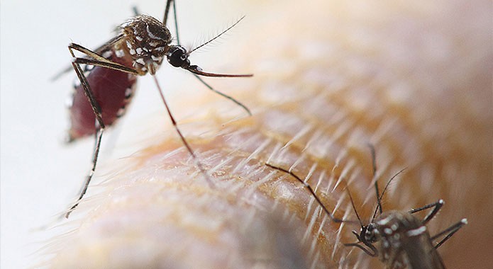 Zika Virus: A Growing Public Health Threat